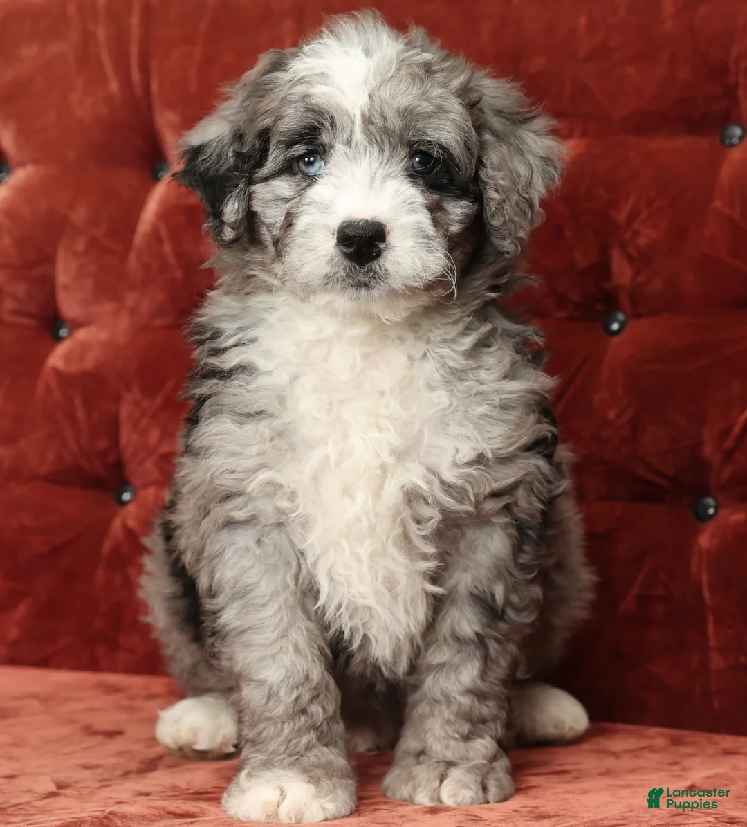 Mini Bernedoodle dogs for sale: Tate - Ad 1
