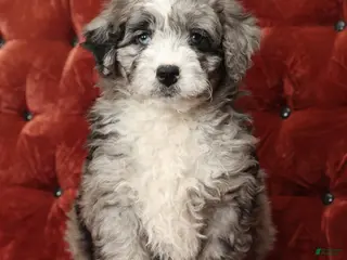 Mini Bernedoodle dogs Tate - Ad 12
