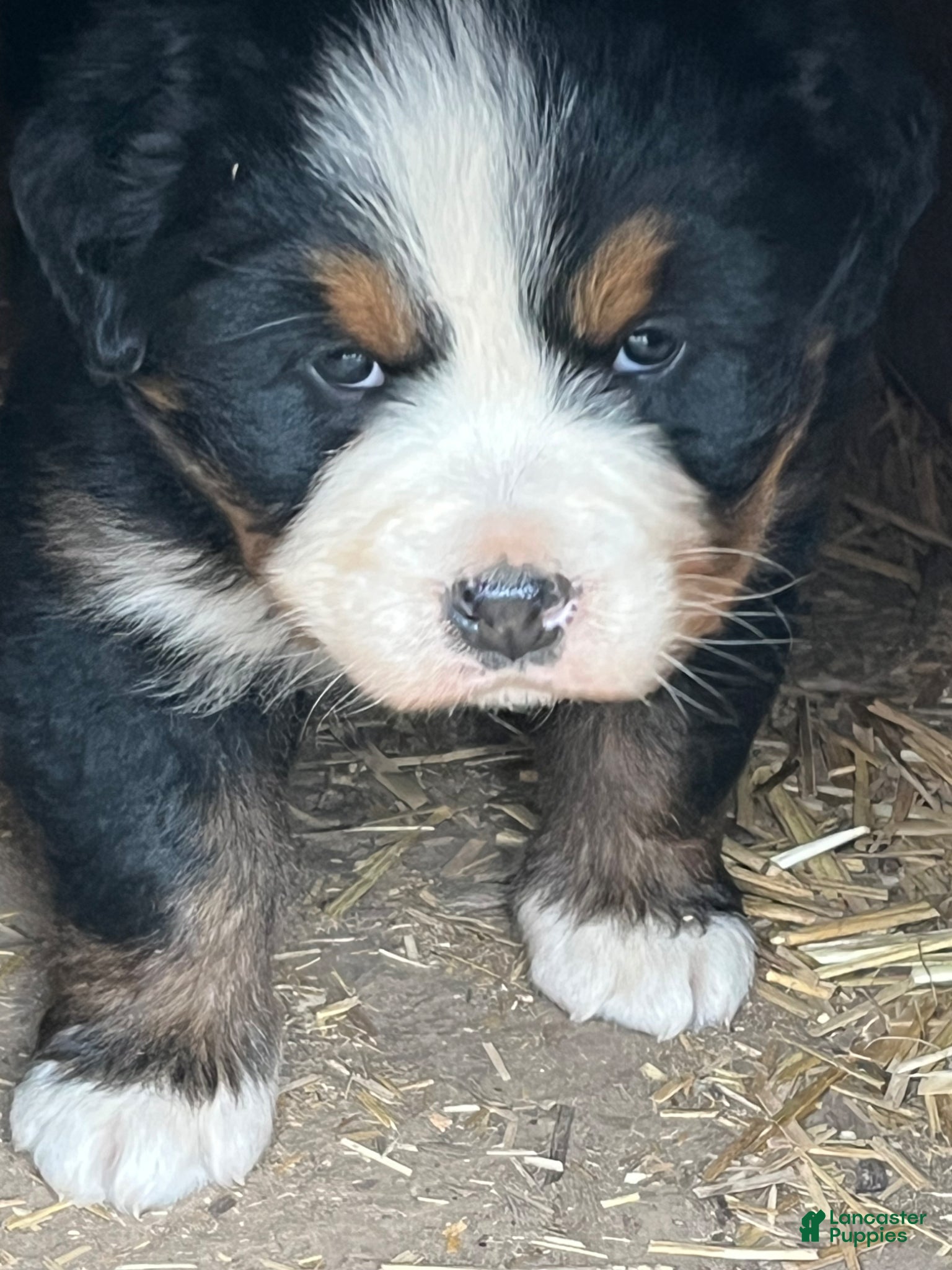 Bernese Mountain Dog dogs Bernese Mountain Dog Puppy 2 - Ad 1