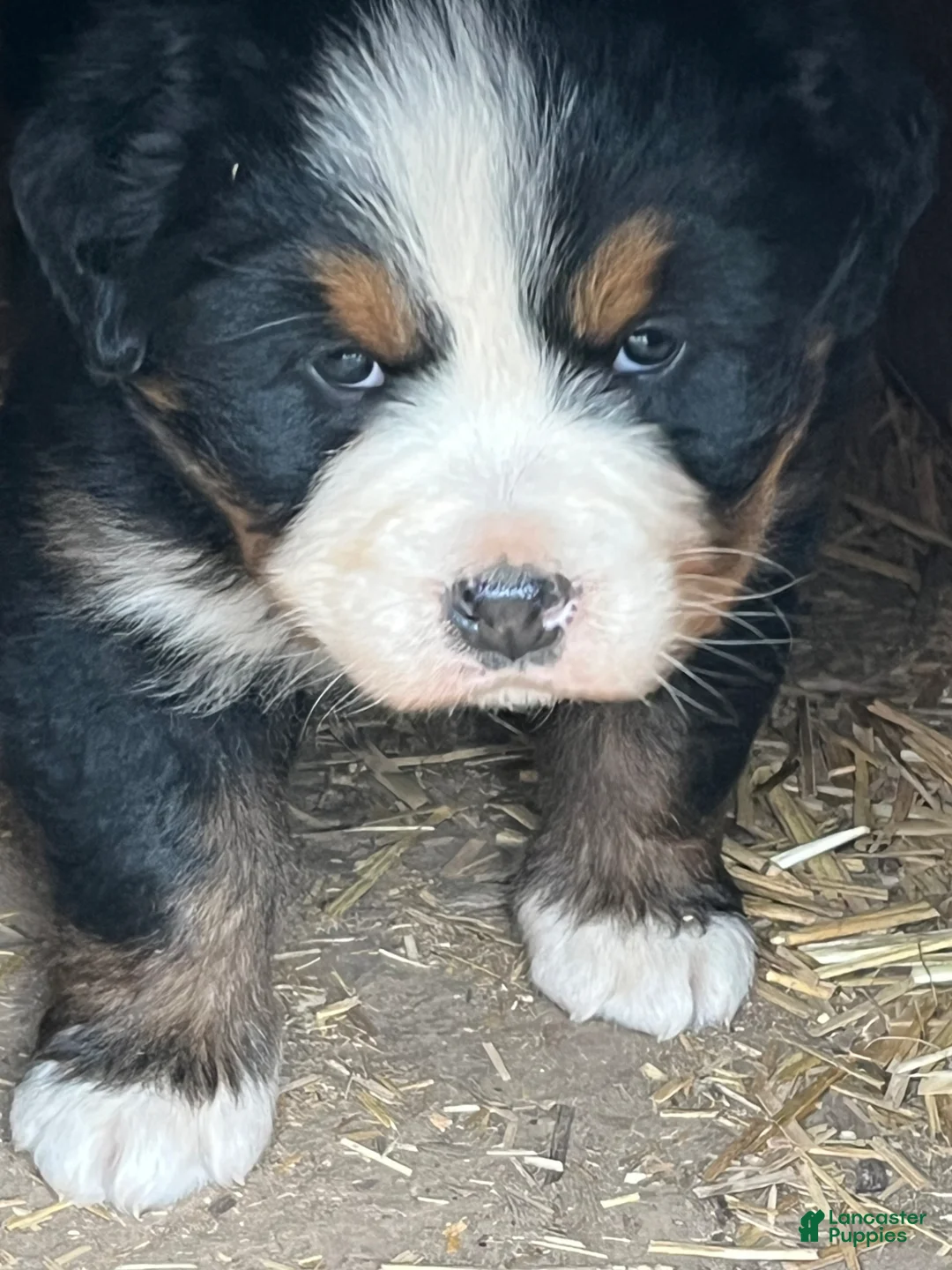 Bernese Mountain Dog dogs for sale: Bernese Mountain Dog Puppy 2 - Ad 1