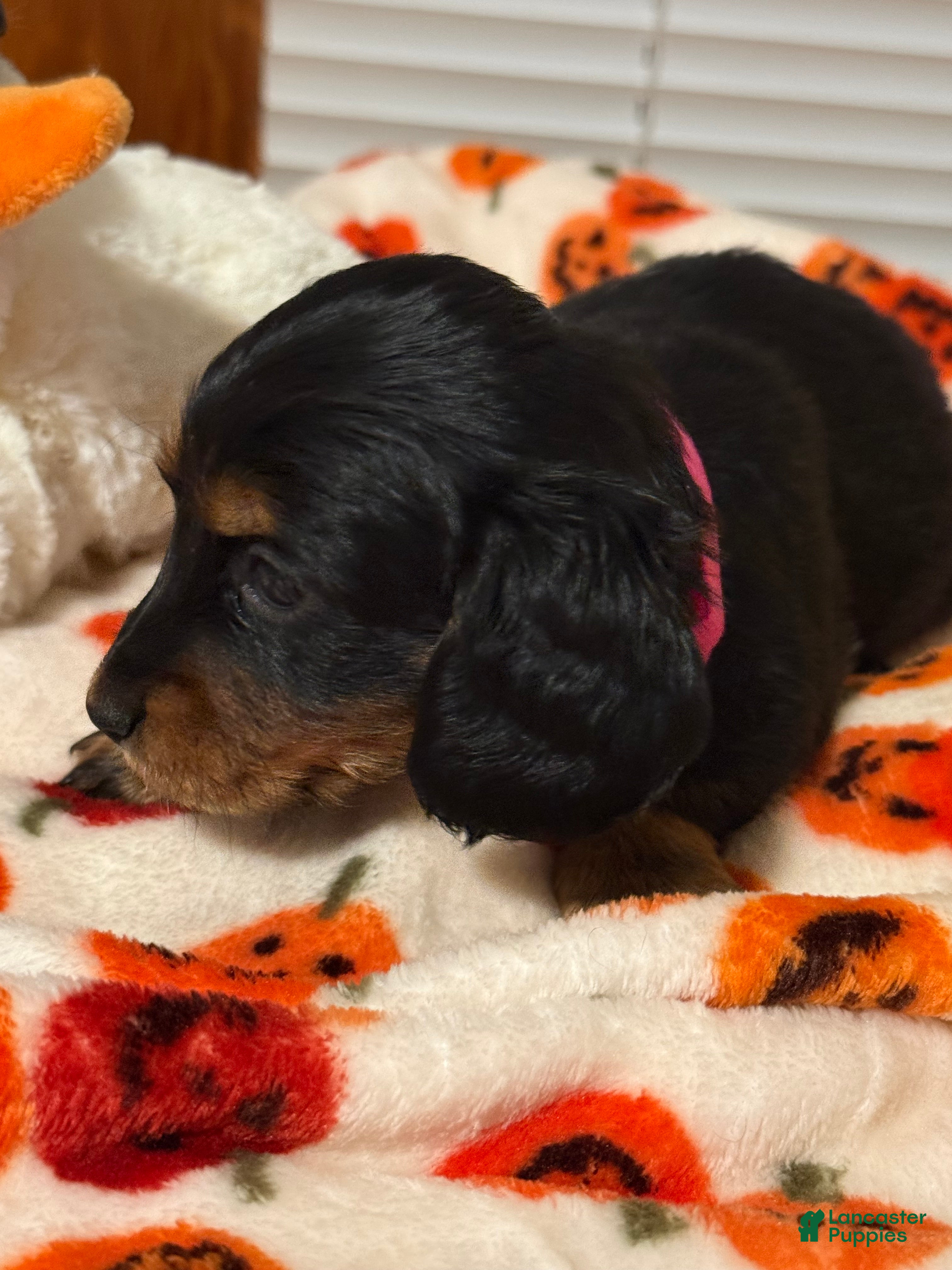 Miniature Dachshund dogs Miniature Dachshund 7 - Ad 4