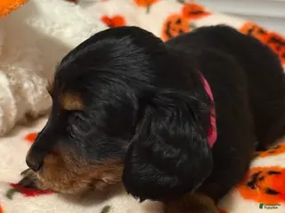 Miniature Dachshund dogs Miniature Dachshund 7 - Ad 5