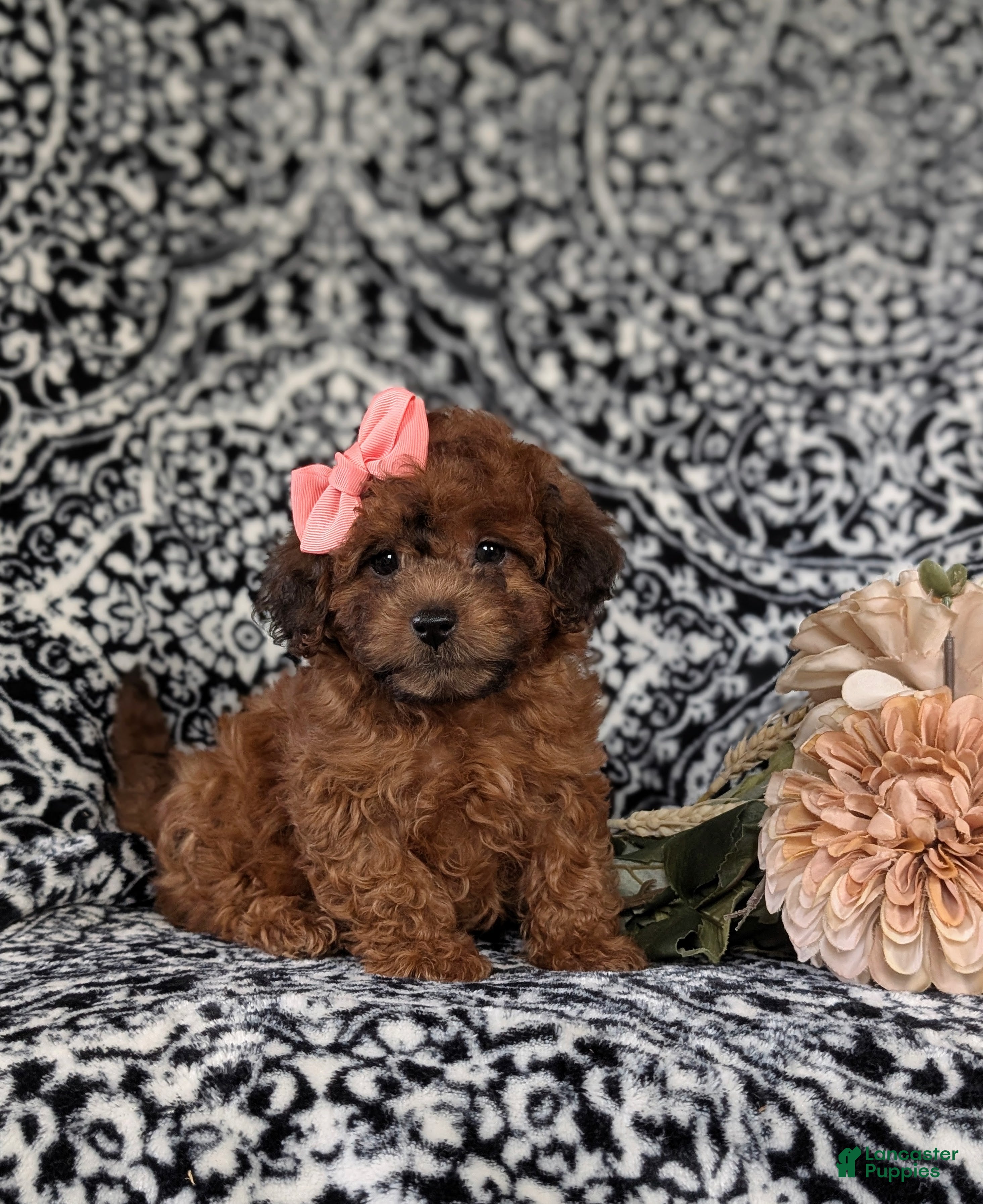 Shihpoo dogs Emilie - Ad 9