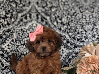 Shihpoo dogs Emilie - Ad 16