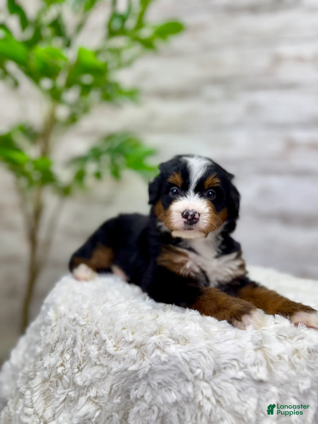 Mini Bernedoodle dogs for sale: 🙋‍♂️ Leo - Ad 2