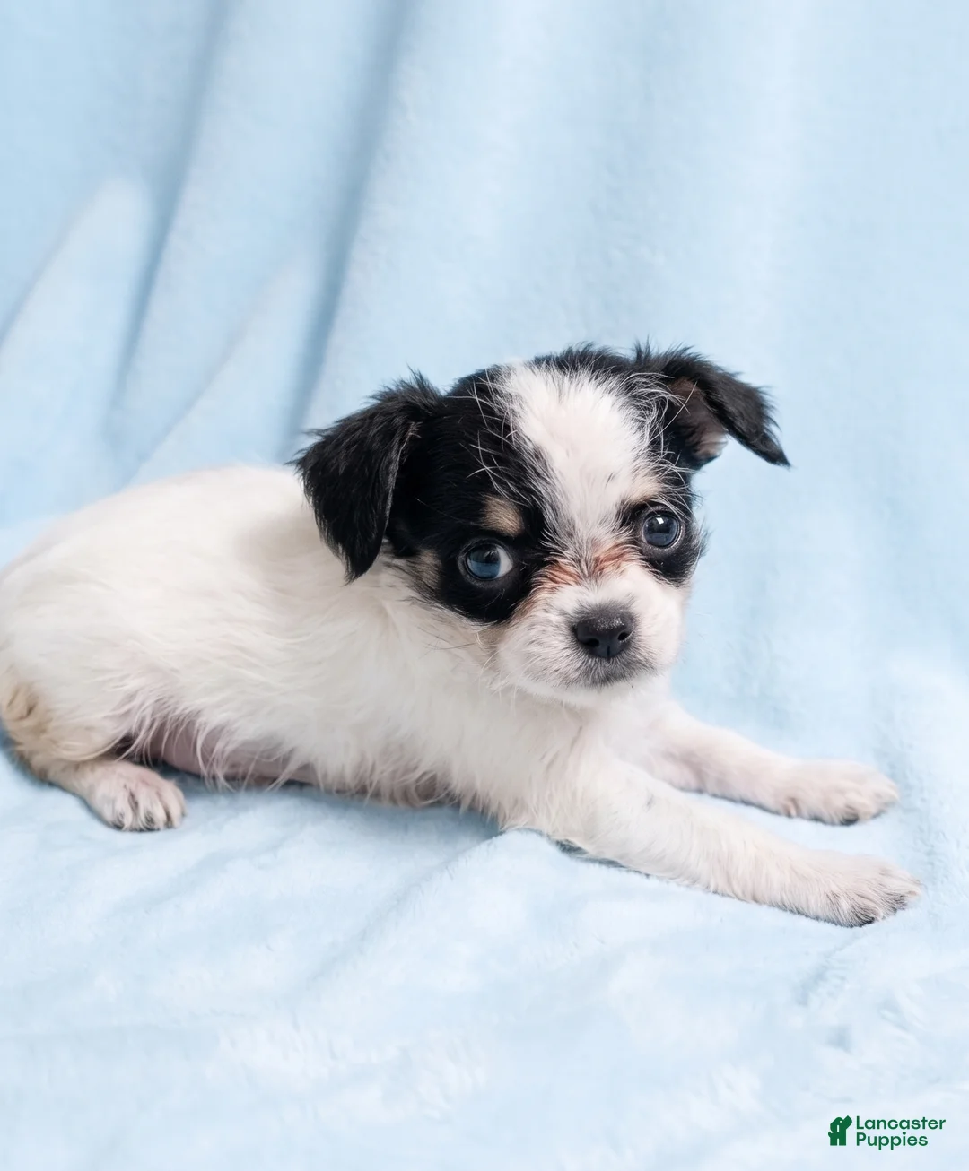 Mixed Breed dogs for sale: Tucker - Ad 4