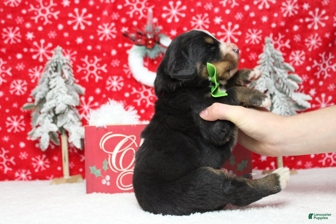 Bernese Mountain Dog dogs for sale: Simba  - Ad 5