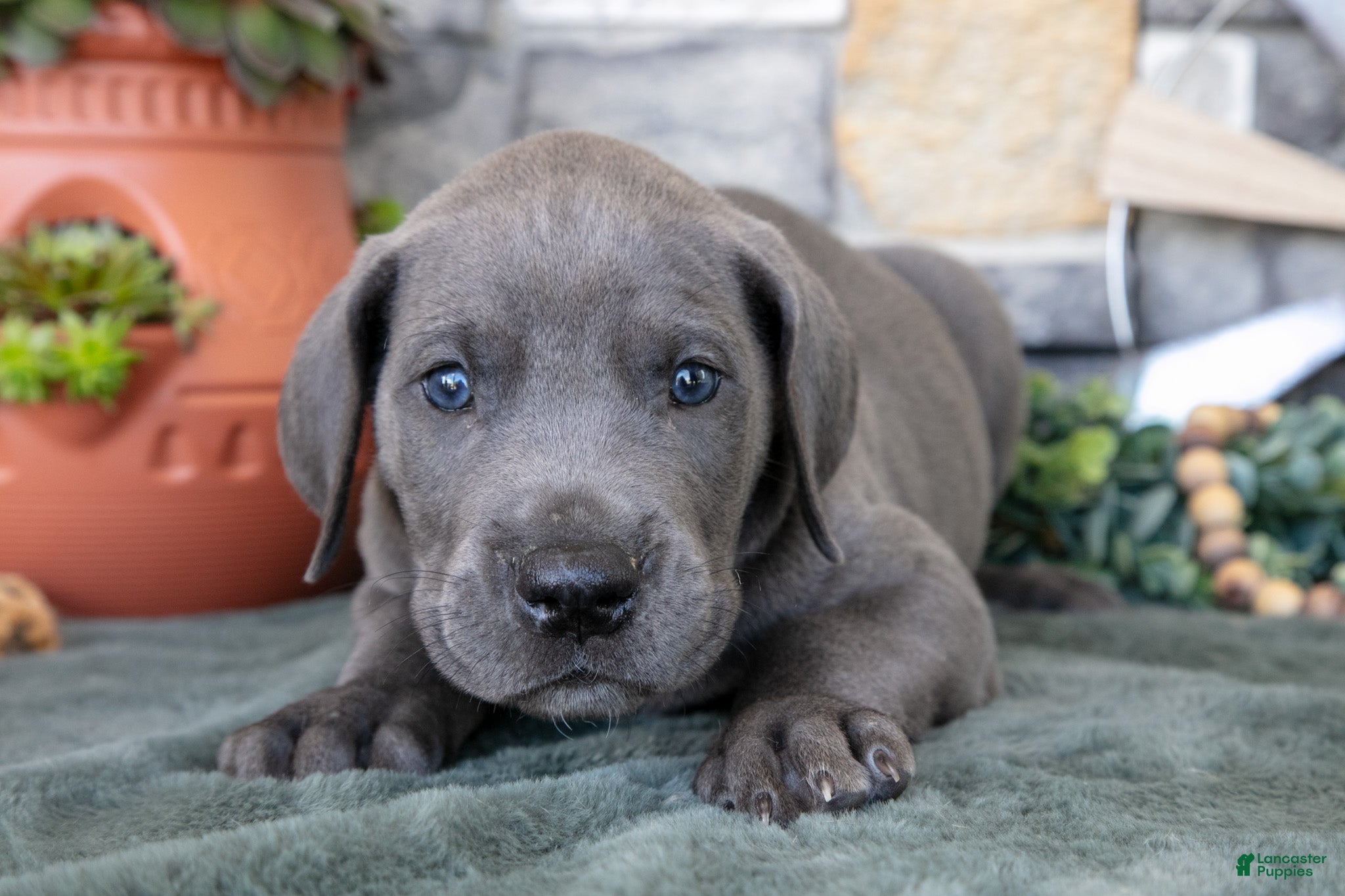 Great Dane dogs Alex - Ad 1