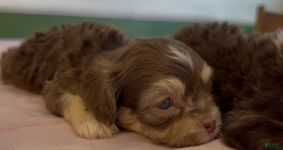 Shorkie dogs for sale: Shorkie Puppy 1 - Ad 3