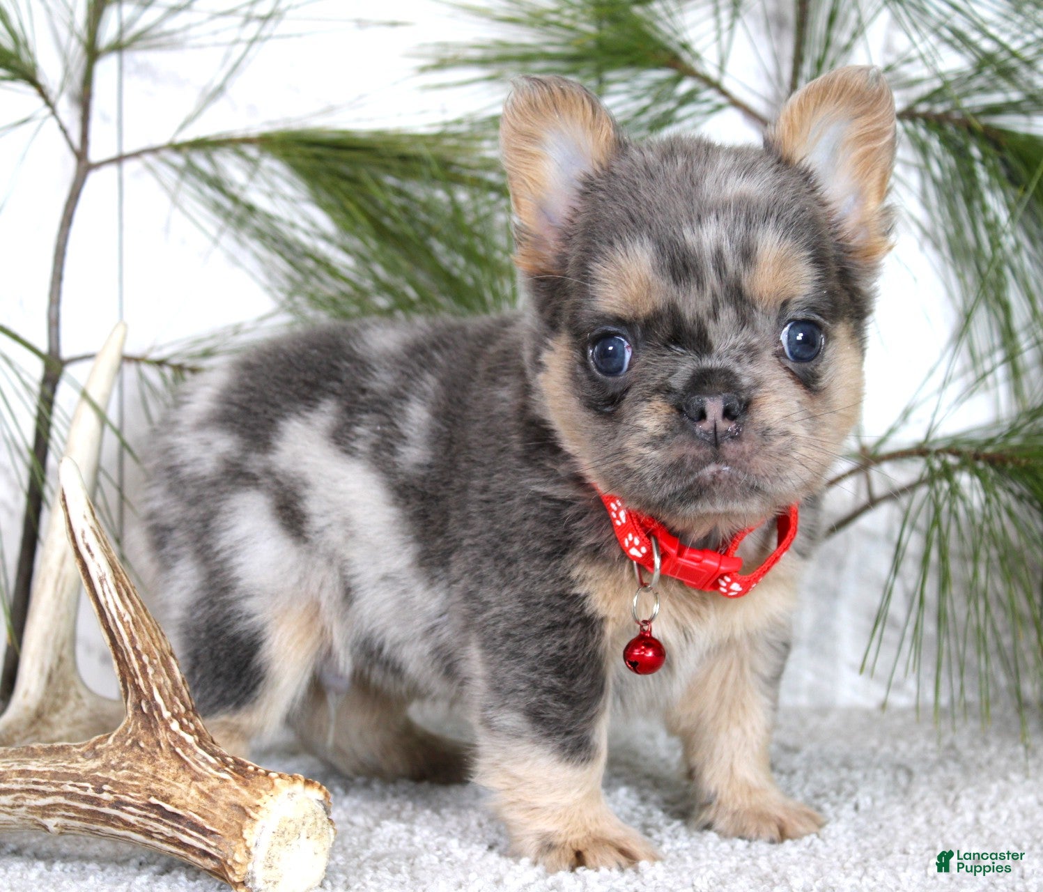 French Bulldog dogs Winston - Ad 1