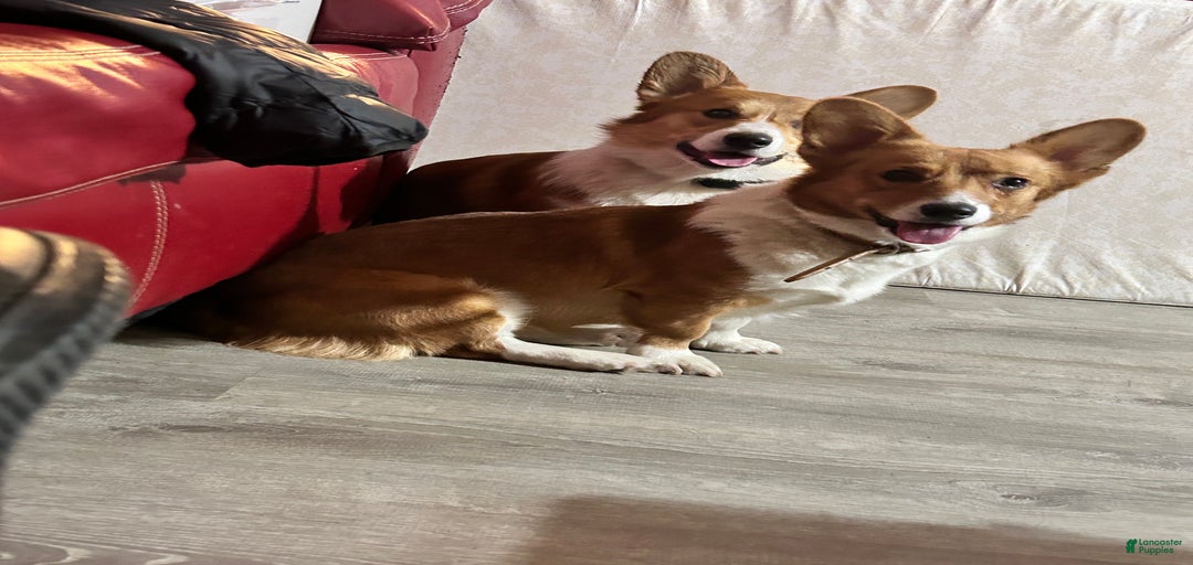 Gallery Image {{count}}