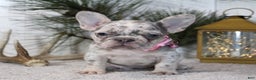 French Bulldog dogs for sale: Prada - Ad 3