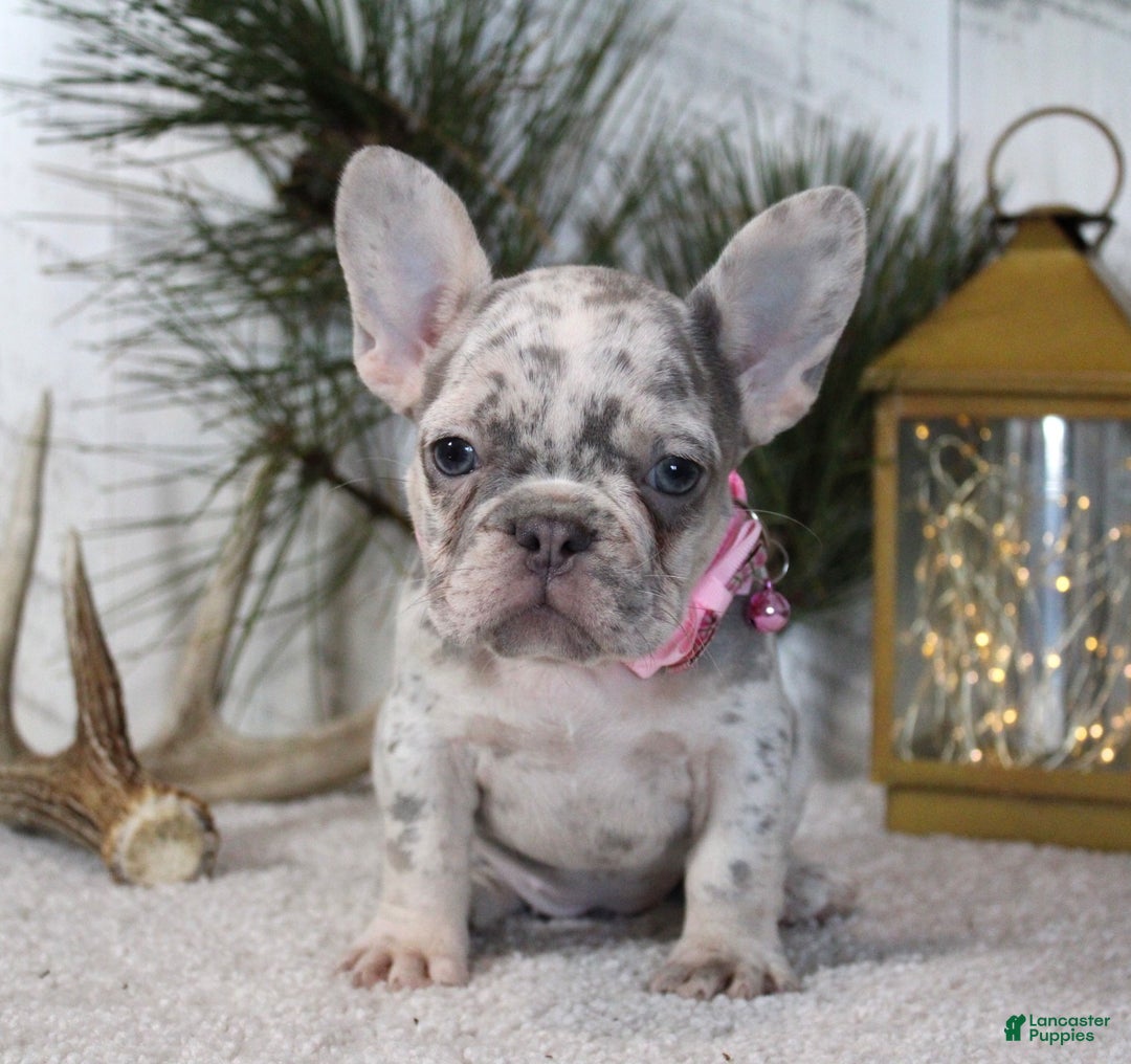 French Bulldog dogs for sale: Prada - Ad 3