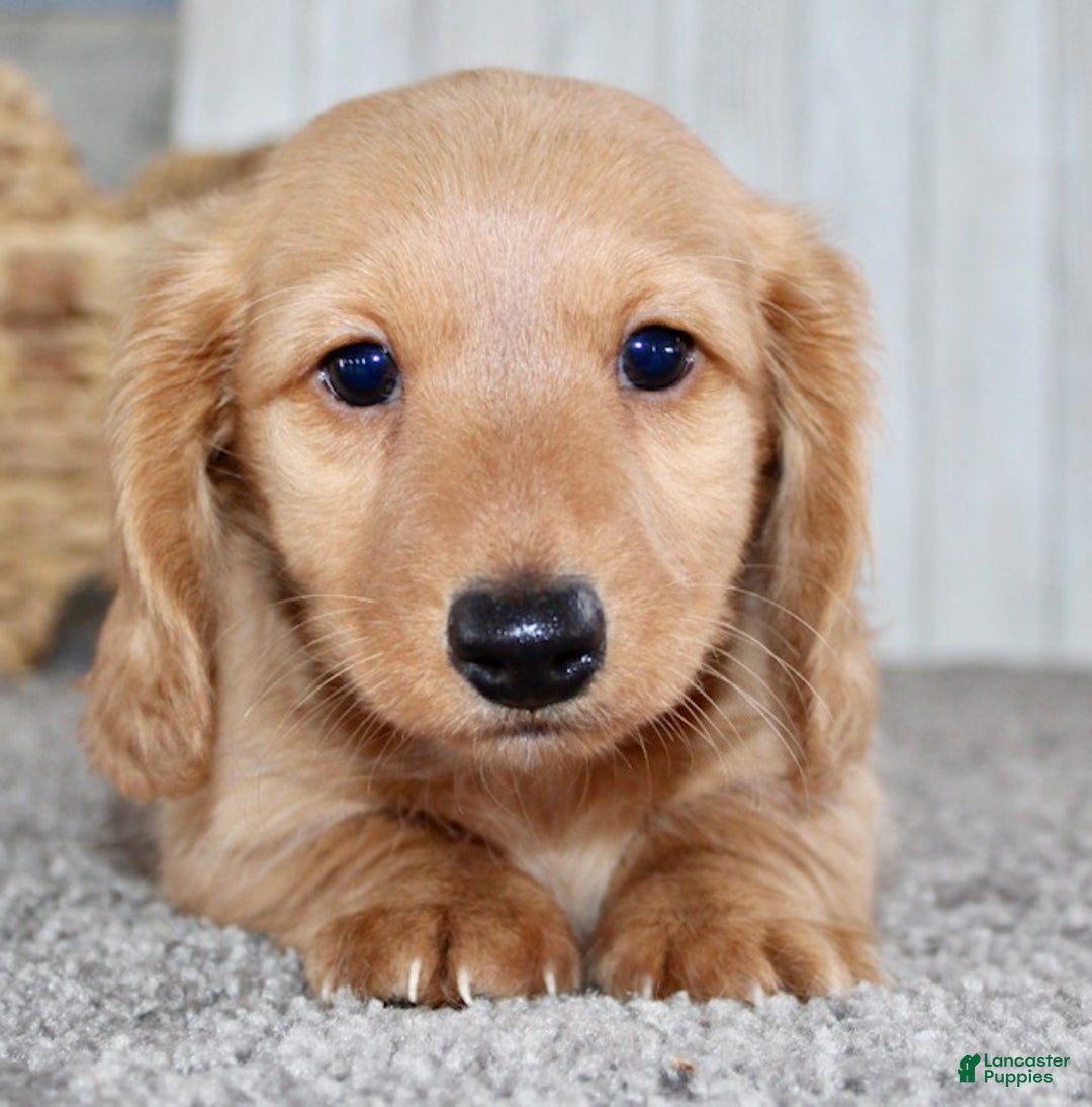 Miniature Dachshund dogs for sale: Romeo - Ad 2