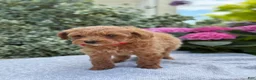 Toy Poodle dogs for sale: Patsy - Ad 11