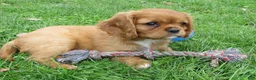 Cavalier King Charles Spaniel dogs for sale: Cruze - Ad 4