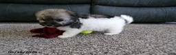 Havanese dogs for sale: Kelly - Ad 5