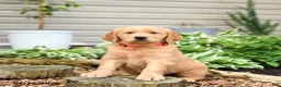 Golden Retriever dogs for sale: Granger - Ad 3