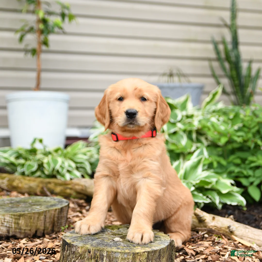 Golden Retriever dogs for sale: Granger - Ad 3