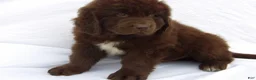 Newfoundland dogs for sale: Bear - Ad 3