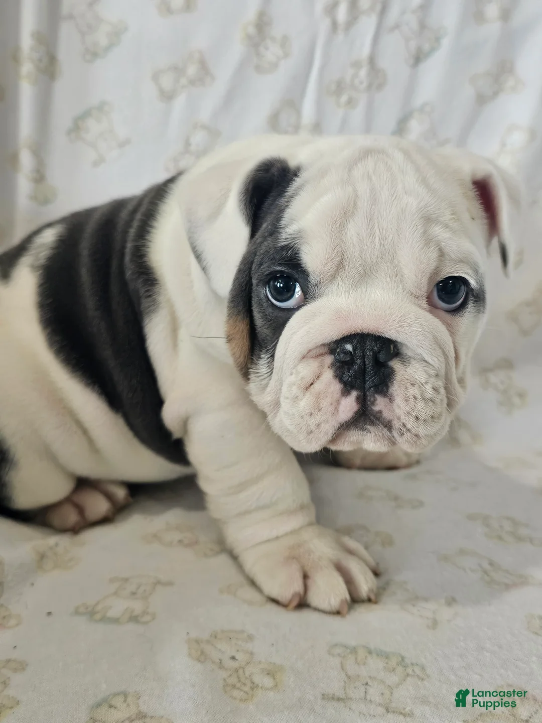 English Bulldog dogs for sale: Willis - Ad 3