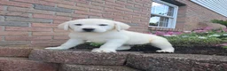 Labrador Retriever dogs for sale: Bruno - Ad 4
