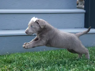 Labrador Retriever dogs for sale: KETURA - Ad 4