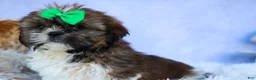 Shih Tzu dogs for sale: RUSTY - Ad 9