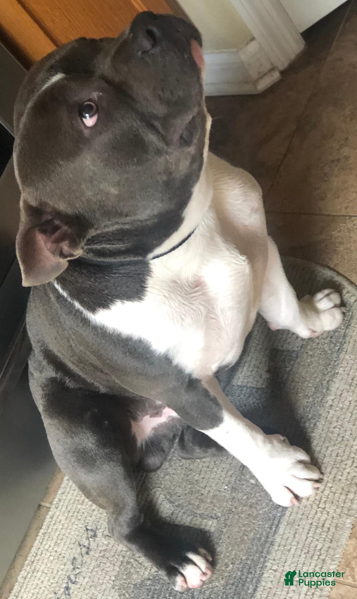 American Bully dogs for stud: SINCERE - Ad 2