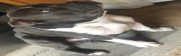 American Bully dogs for stud: SINCERE - Ad 2