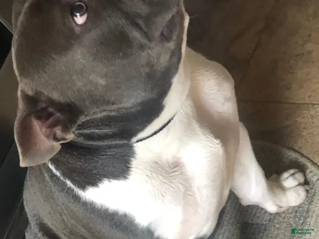 American Bully dogs for stud: SINCERE - Ad 2