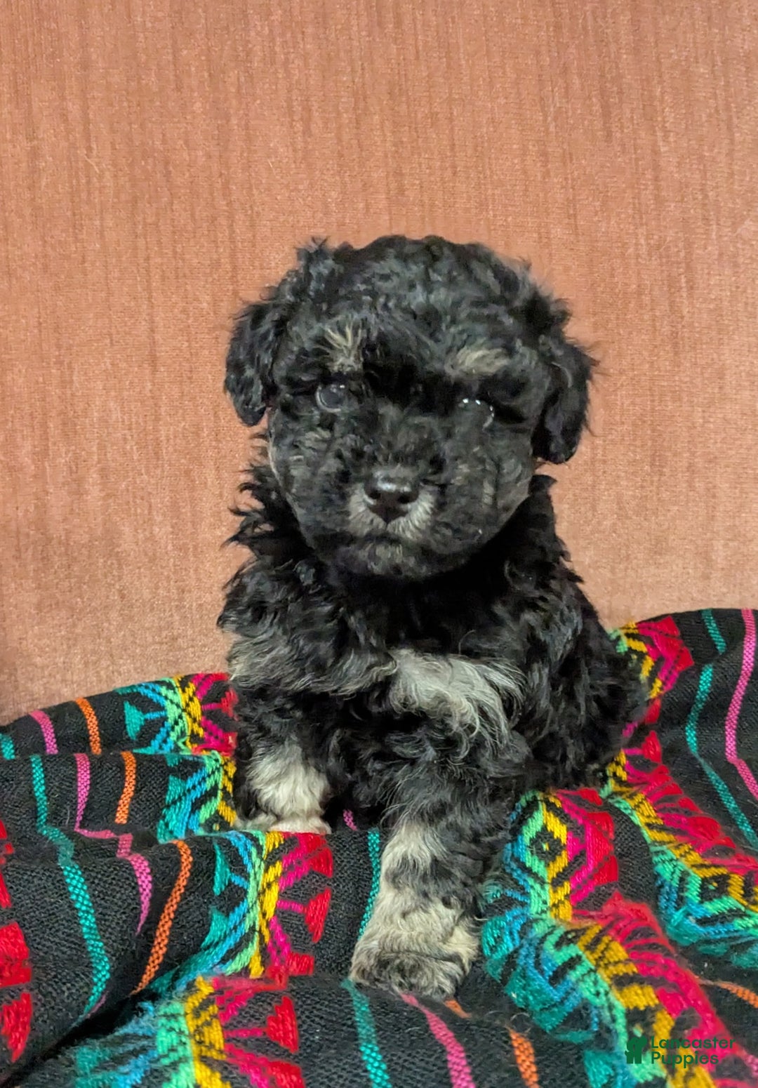 Bichpoo dogs for sale: Boots - Ad 1