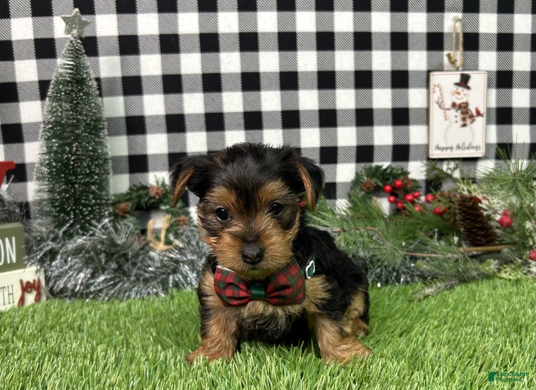 Yorkshire Terrier dogs for sale: Amber - Ad 7