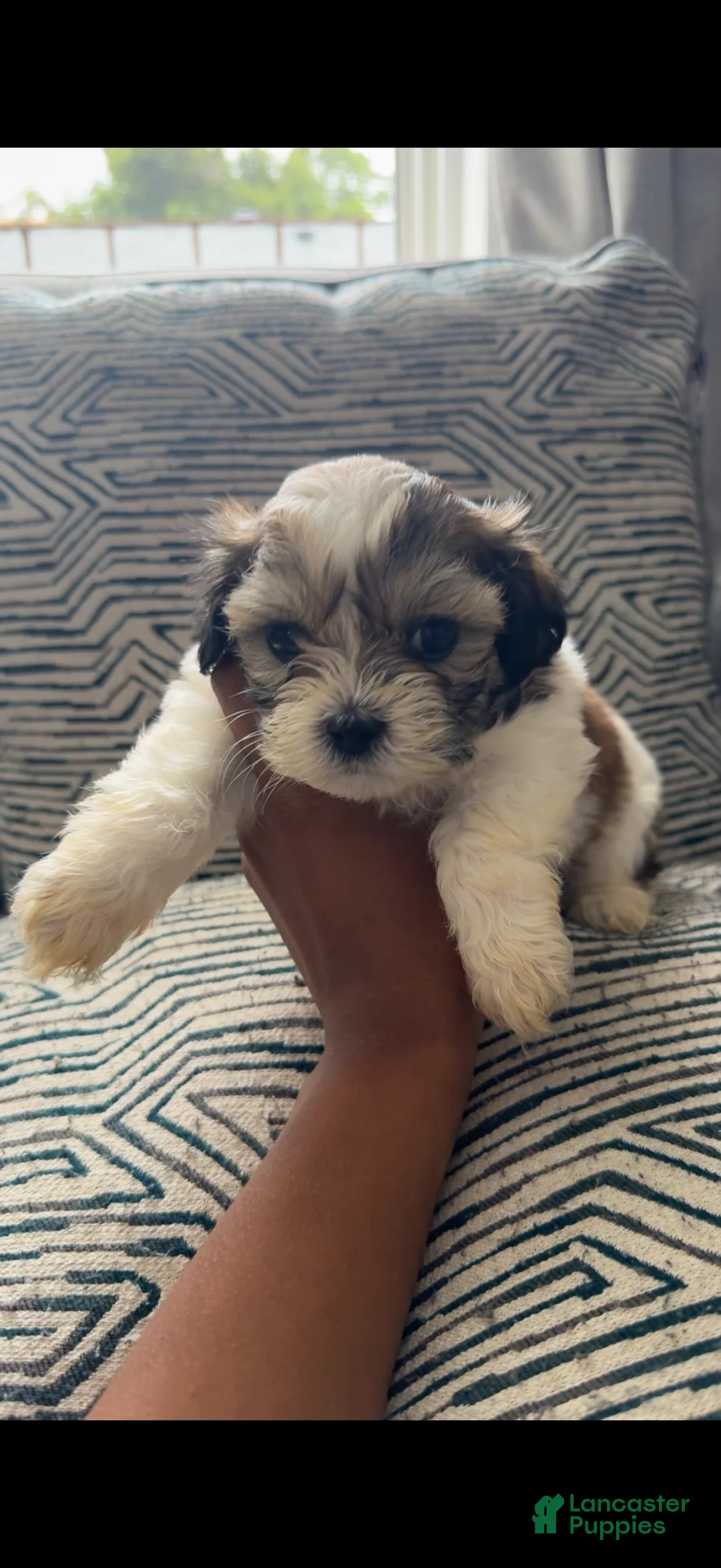 Teddy Bear dogs for sale: Whitney - Ad 2