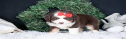 Miniature Australian Shepherd dogs for sale: SALLY - Ad 15