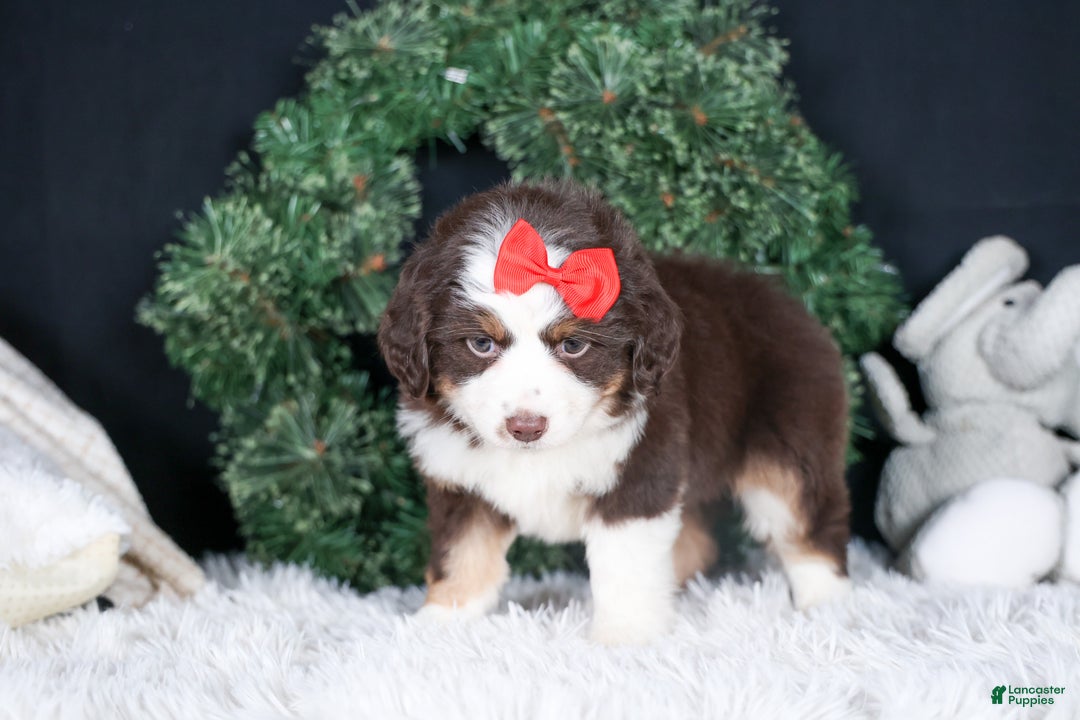 Miniature Australian Shepherd dogs for sale: SALLY - Ad 15