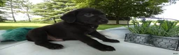 Sheprador dogs for sale: Sheprador 5 Rolly - Ad 2