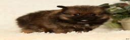 Pomeranian dogs for sale: Cookie - Ad 9