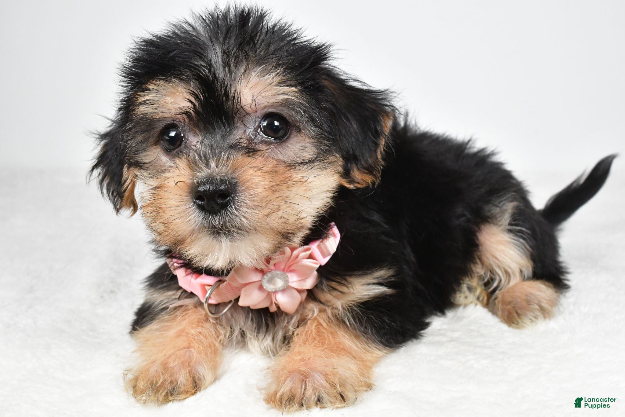Morkie dogs Julie - Ad 1