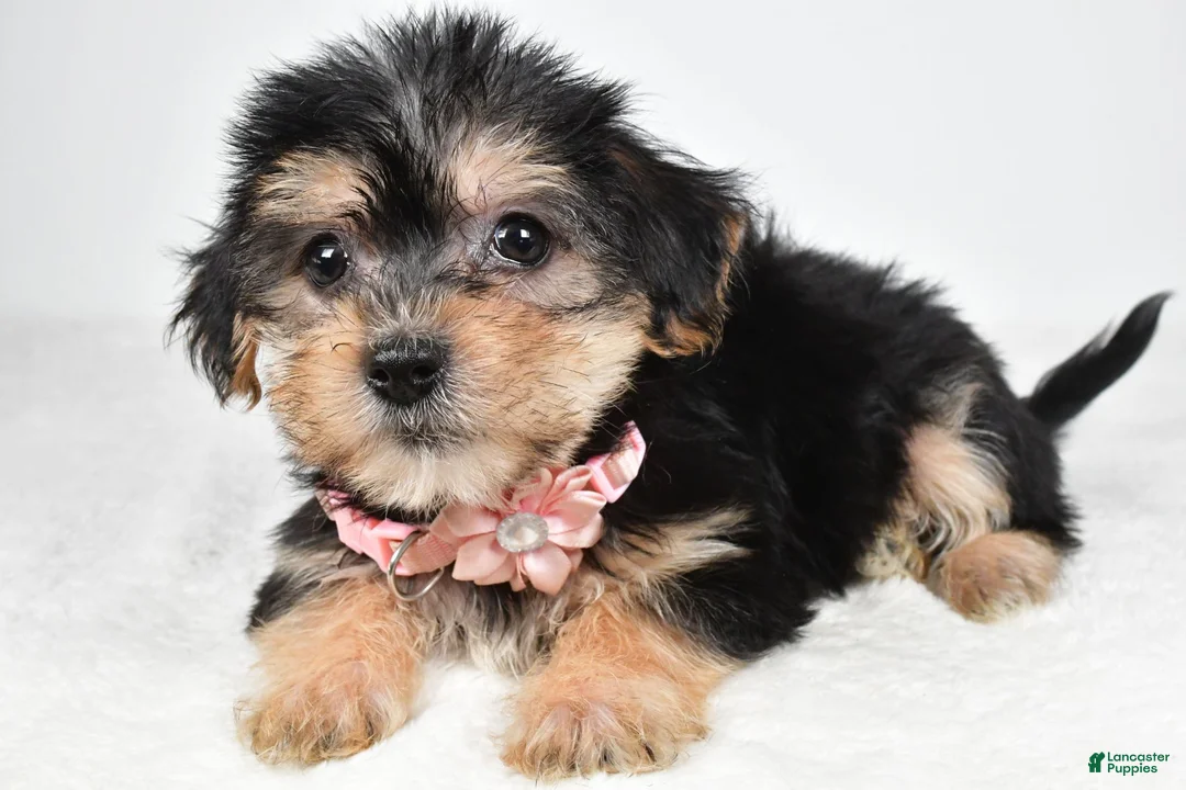 Morkie dogs for sale: Julie - Ad 1