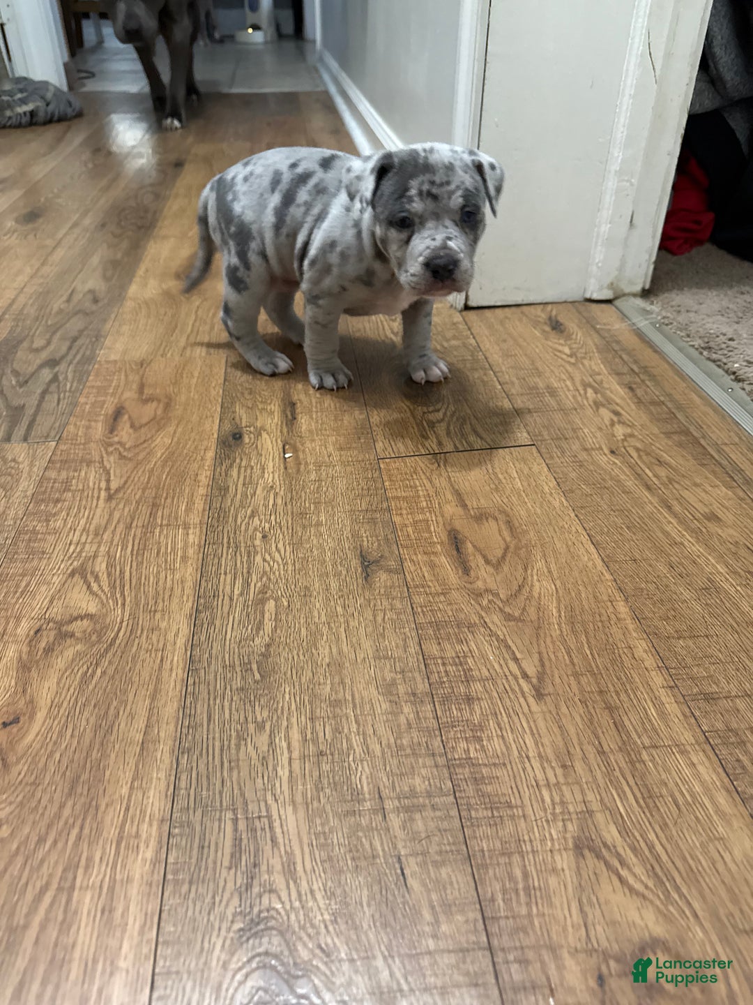 American Bully dogs for sale: American bully classic Puppy 2 - Ad 5