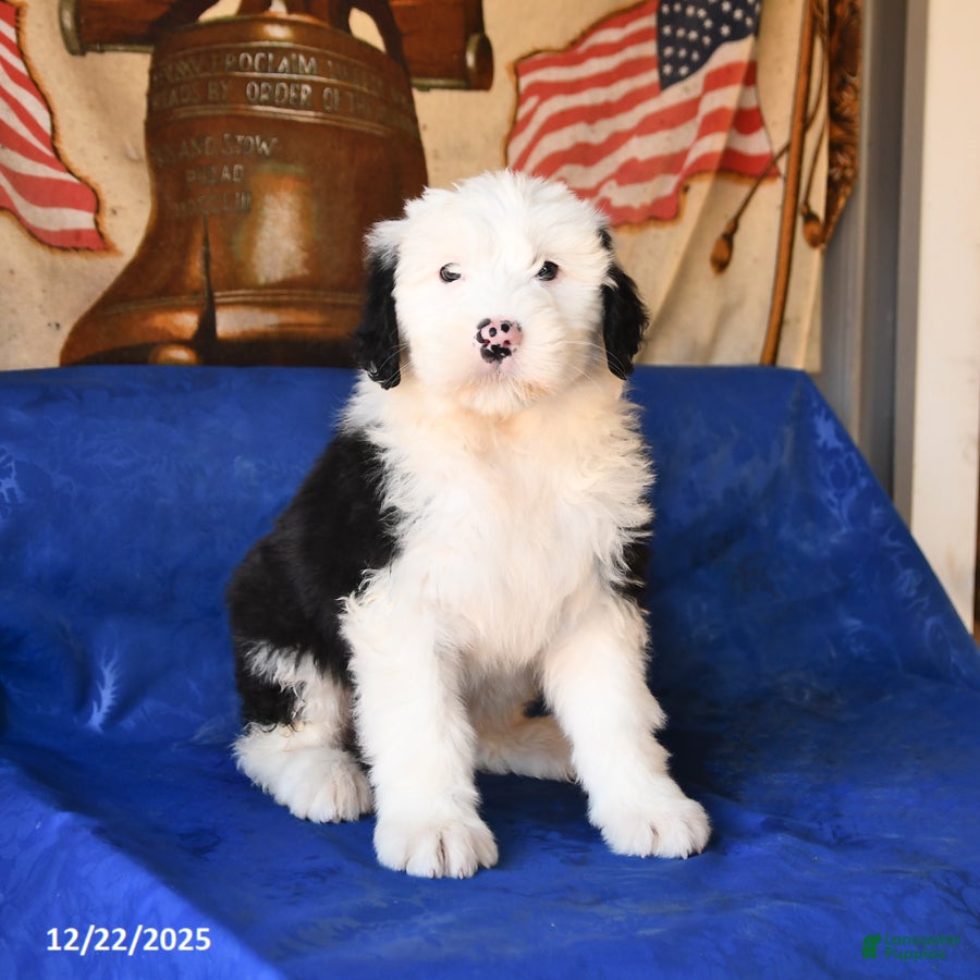 Shetland Sheepdog dogs Hope - Ad 3
