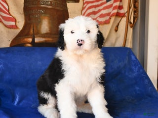Shetland Sheepdog dogs Hope - Ad 3