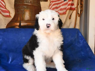 Old English Sheepdog dogs Hope - Ad 5