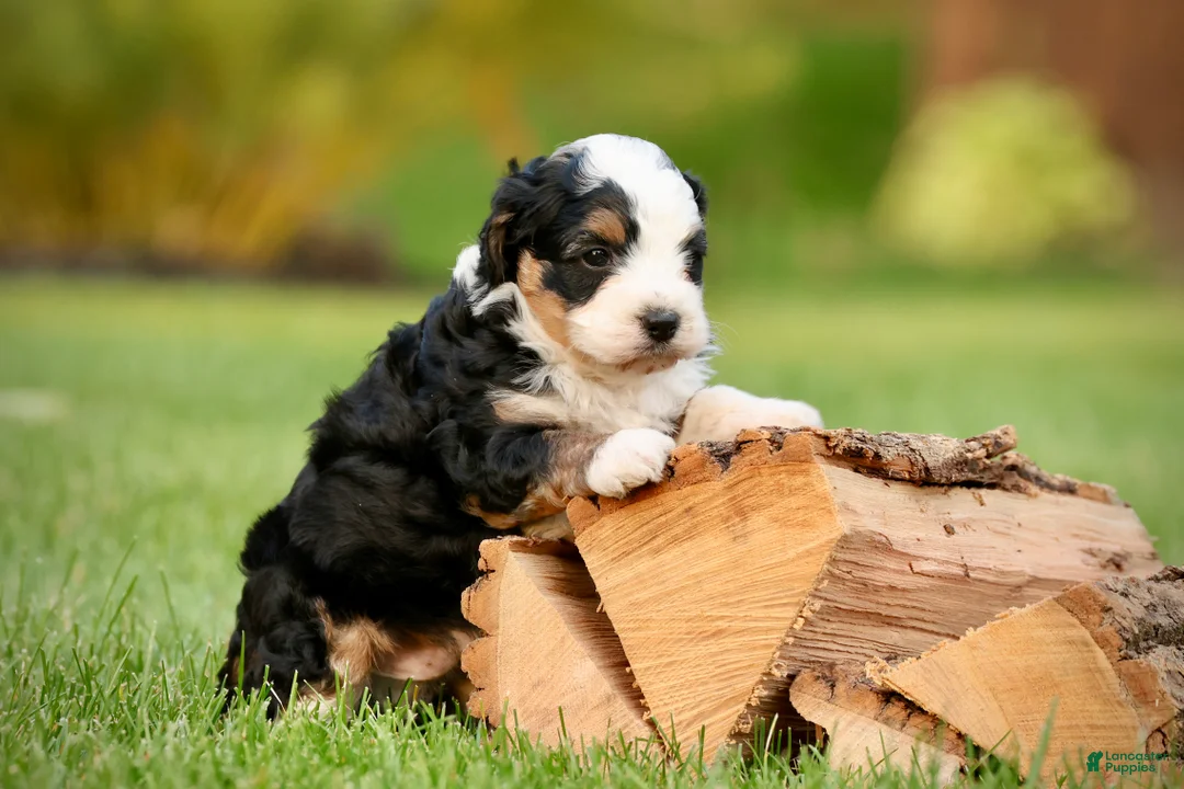 Mini Bernedoodle dogs for sale: Max - Ad 1