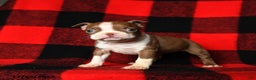 Boston Terrier dogs for sale: Leslie - Ad 2