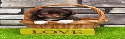 Havanese dogs for sale: Calvin - Ad 3