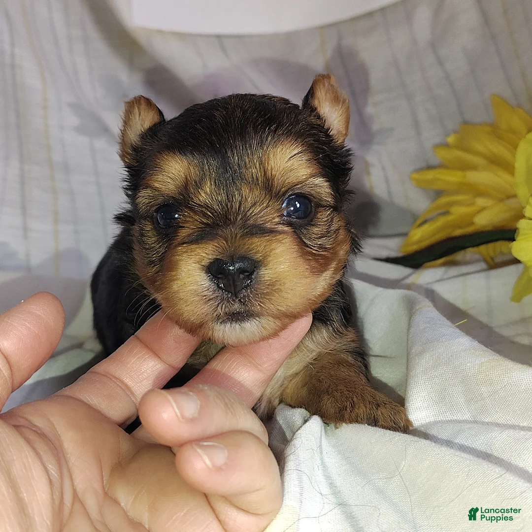 Yorkshire Terrier dogs for sale: Bunny - Ad 4