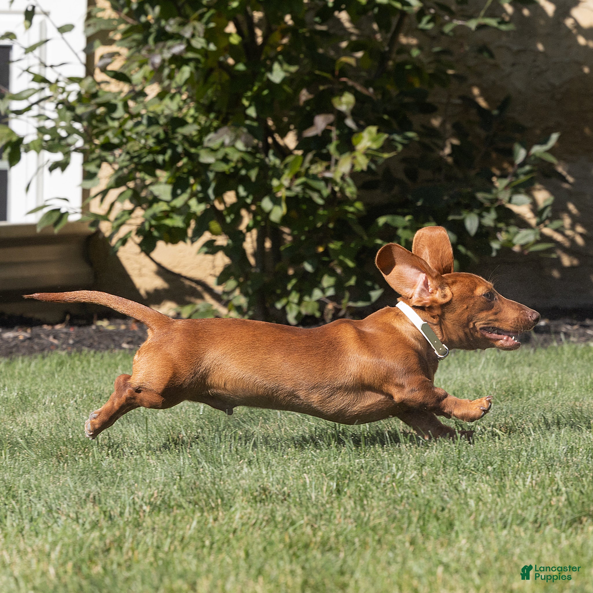 Miniature Dachshund dogs for sale: Mylan Miniature Dachshund  - Ad 2