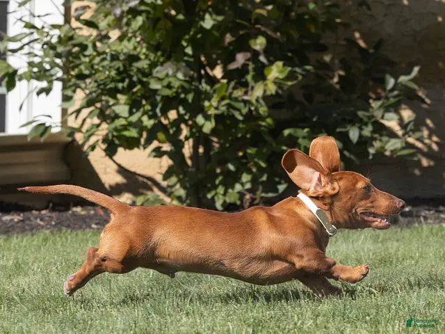 Miniature Dachshund dogs for sale: Mylan Miniature Dachshund - Ad 2